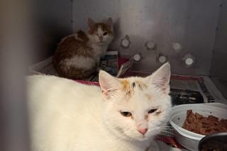 Wyszła z pociągu i wrzuciła martwego kota do śmietnika