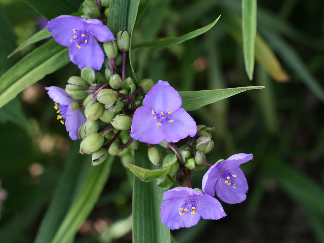 Trzykrotka wirginijska - Tradescantia virginiana