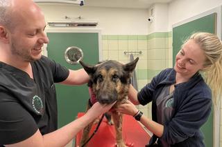 Suczka Sandi na operacji