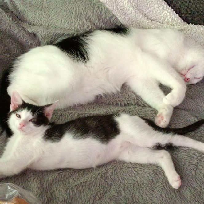 Tramwajowe koty szukają domu. "Fabryka Mruczenia", mały Duńczyk i spółka polecają się do adopcji.