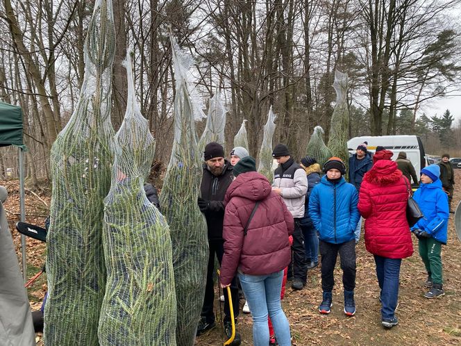 Akcja wycinania choinek w leśnictwie Grodziec