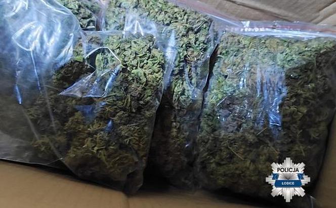 Łosiccy policjanci zatrzymali dwóch podejrzanych o założenie nielegalnej plantacji mężczyzn