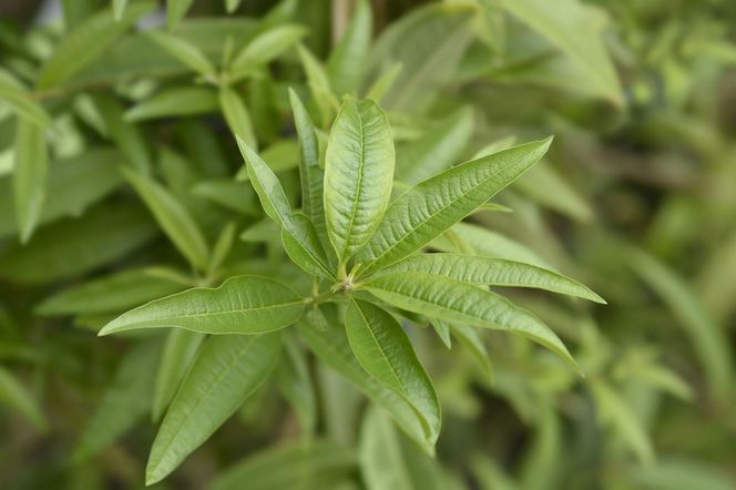 Werbena cytrynowa