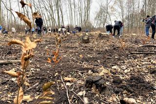 Posadzili prawie 3 tysiące drzew w Krakowie. Zniszczone uroczysko wraca do życia