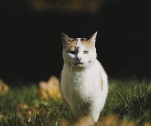 Ostrów. Koty wolno żyjące głodne nie będą