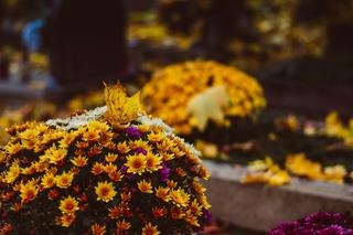 Chryzantemy na grobach