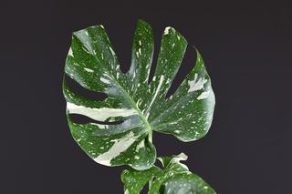Monstera deliciosa 'Thai Constellation'