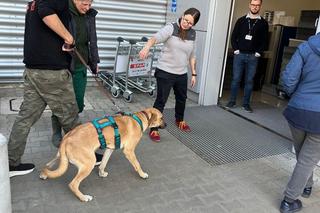 Poznańskie schronisko pomogło ukraińskim psom