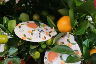Bydgoszcz rozkwitła zielenią w Łuczniczce. Tak było na Festiwalu Roślin