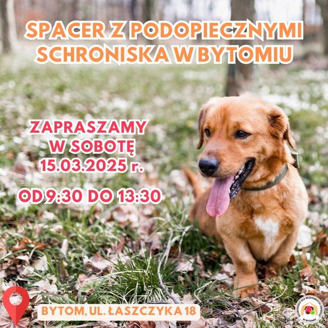 Spacery z podopiecznymi schroniska w Bytomiu - sobota 15 marca