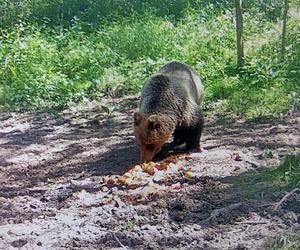 Niedźwiedź brunatny grasuje w lesie pod Tarnowem. Policja ostrzega mieszkańców! [ZDJĘCIA]