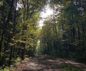 Las Zwierzyniecki w jesiennej odsłonie. Leśna dżungla w sercu Białegostoku [ZDJĘCIA]