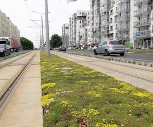 Toruń: MZK chwali się zielonym torowiskiem przy Broniewskiego