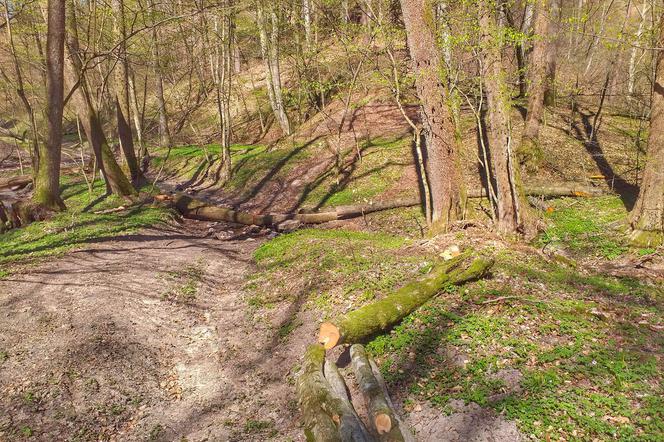 Porządki w lesie. Nadleśnictwo przygotowuje się na sezon