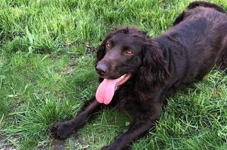 Nietypowa akcja strażników granicznych. Odszukali zagubione psy