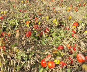 Samozbiory pomidorów na plantacji w Niewirkowie cieszą się powodzeniem
