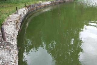 Sinice w Jeziorze Paprocany w Tychach