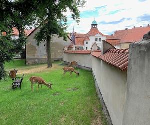 Zamek w Niemodlinie - zdjęcia. Zobacz zamek, który odwiedza stado danieli