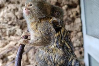 Pigmejki Śląski Ogród Zoologiczny ZDJĘCIA