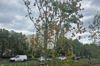 Szkodnik zaatakował drzewa w parku na Ursynowie