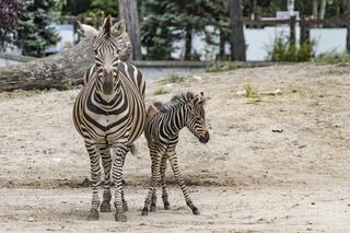 Zebra Chapmana