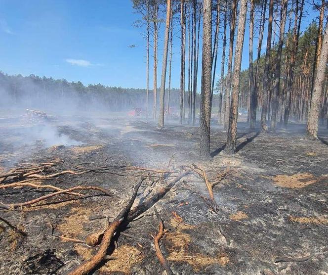 Potężny pożar lasu pod Gorzowem! To było podpalenie?