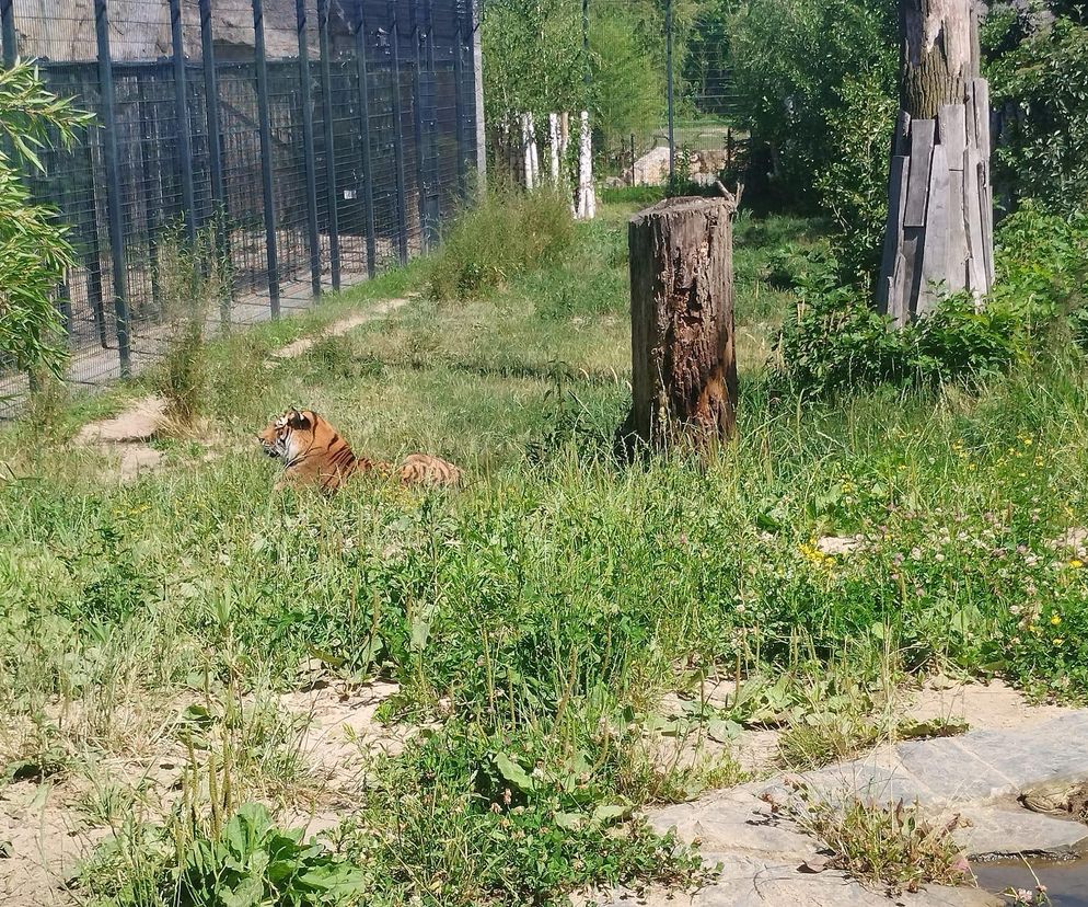 Młode tygrysy z opolskiego zoo szykują się do wielkiej podróży