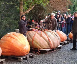 Dyniowy rekord Polski pobity! Nie uwierzycie, ile może ważyć jedna dynia 