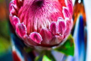 Protea królewska będzie hitem na cmentarzach podczas Wszystkich Świętych