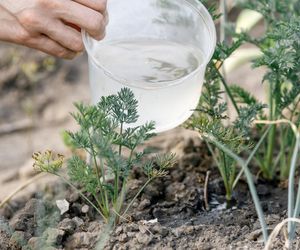 Niepozorna roślina ma zwalczać 98 proc. komórek rakowych. Lek będzie tani 