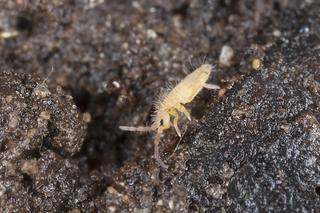 Skoczogonki - białe robaki w doniczce. Jak szybko pozbyć się skoczogonków? Domowe sposoby na skoczogonki