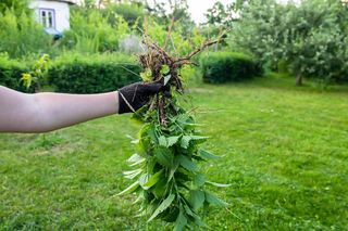 Wspomaga odchudzanie i jest cennym źródłem żelaza. Zrywam w kwietniu i robię cudowną zupę oraz herbatę. Ta roślina ma też magiczne właściwości