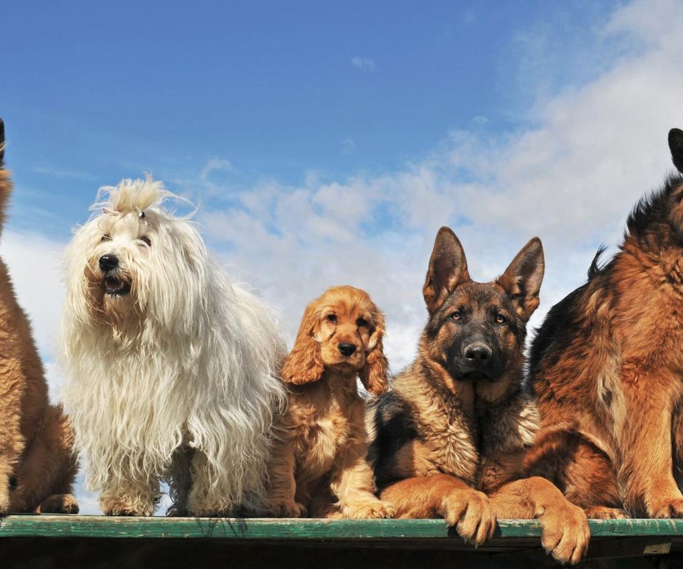 Najpopularniejsze rasy psów w Polsce. Jesteś właścicielem jednego z nich? 