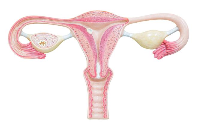 Podwiązanie jajowodów a ciąża, miesiączka i libido. Skutki uboczne sterylizacji kobiecej