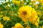 Rudbekia naga