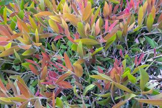 Kiścień wawrzynowy