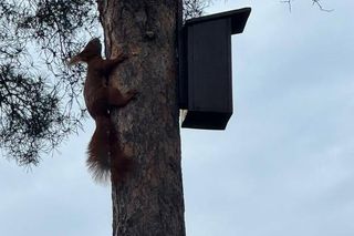 Wiewiórki wybrały sobie na opiekuna pana Krystiana. Założyły rodzinę tam, gdzie się ich najmniej spodziewał