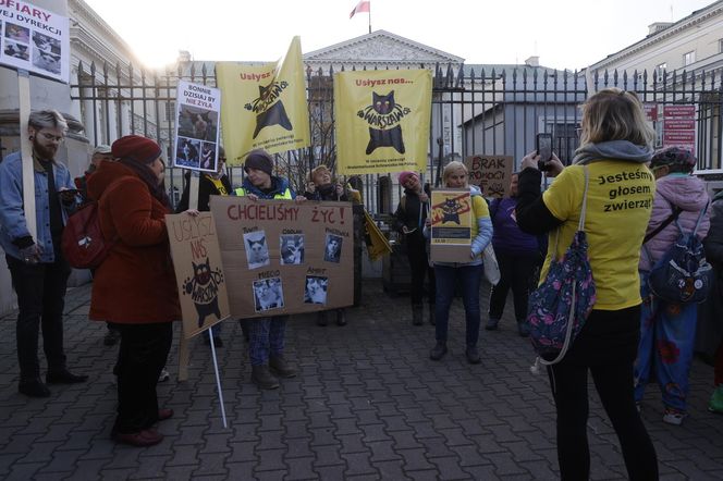 Wielki protest przez ratuszem. Wolontariusze walczą o życie kotów