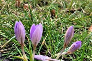 Krokusy pojawił się na Bulwarach Wiślanych w Krakowie