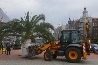 Palmy wróciły na rynek w Katowicach
