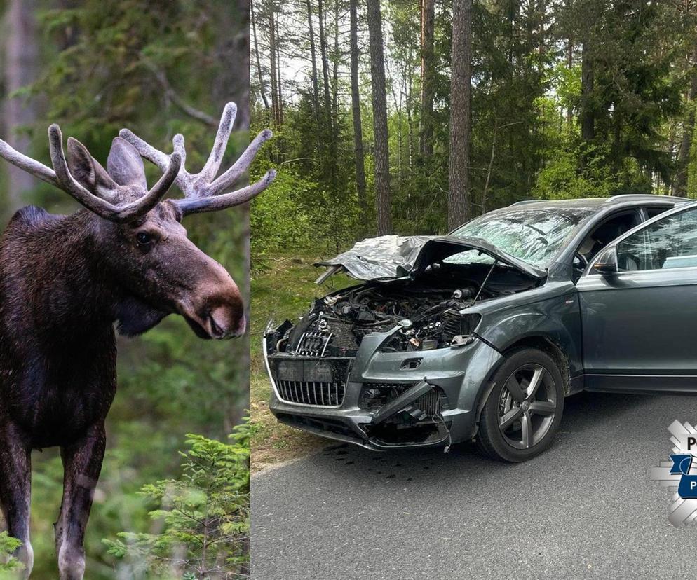 Kierowca audi potrącił łosia. Zderzenie zakończyło się śmiercią