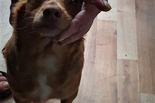 Łaziska Górne: Właściciel zmarł, a piesek ze złamanym sercem czekał na jego powrót!