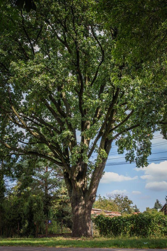 dąb szypułkowy (Quercus robur L.)