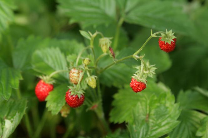 Poziomka pospolita - Fragaria vesca