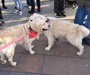 33. Finał WOŚP z grupą krakowskich Golden Retrieverów