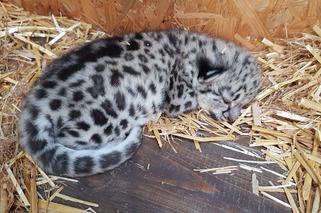 Kolejne narodziny w warszawskim zoo