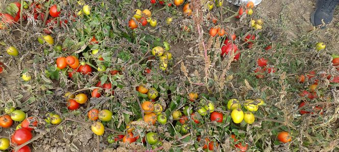 Samozbiory pomidorów na plantacji w Niewirkowie cieszą się powodzeniem