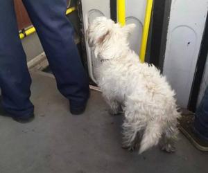 Psy w autobusach ZTM na Śląsku. Tak się je przewozi