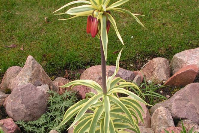 Warto odwiedzić ogród botaniczny w Niegoszczy