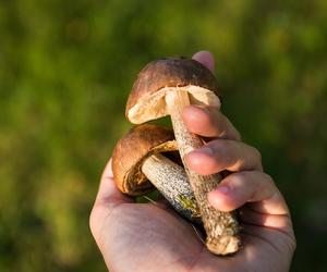 Robisz to zbierając grzyby? Możesz sobie zaszkodzić!